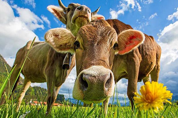 Angebot Sommer-Deal im elements Oberstdorf